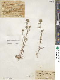 Navarretia pubescens image