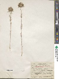 Navarretia pubescens image