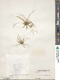 Navarretia prostrata image