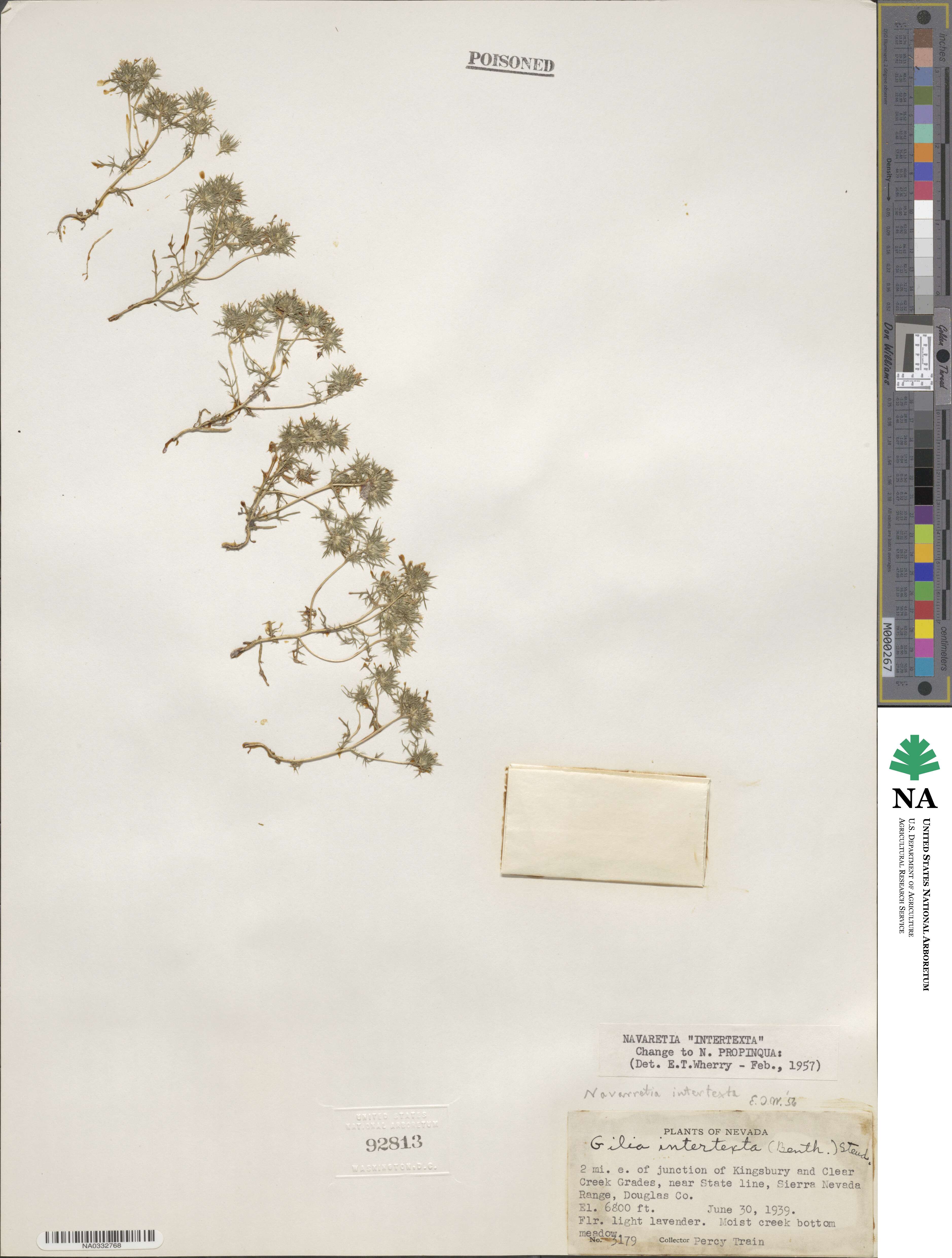 Navarretia intertexta subsp. propinqua image