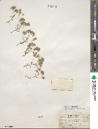 Navarretia intertexta subsp. propinqua image