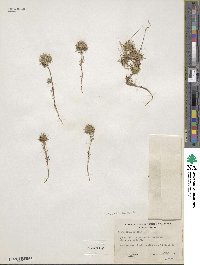 Navarretia leucocephala image