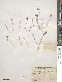 Navarretia hamata image