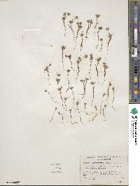 Navarretia divaricata image