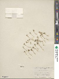 Navarretia divaricata image