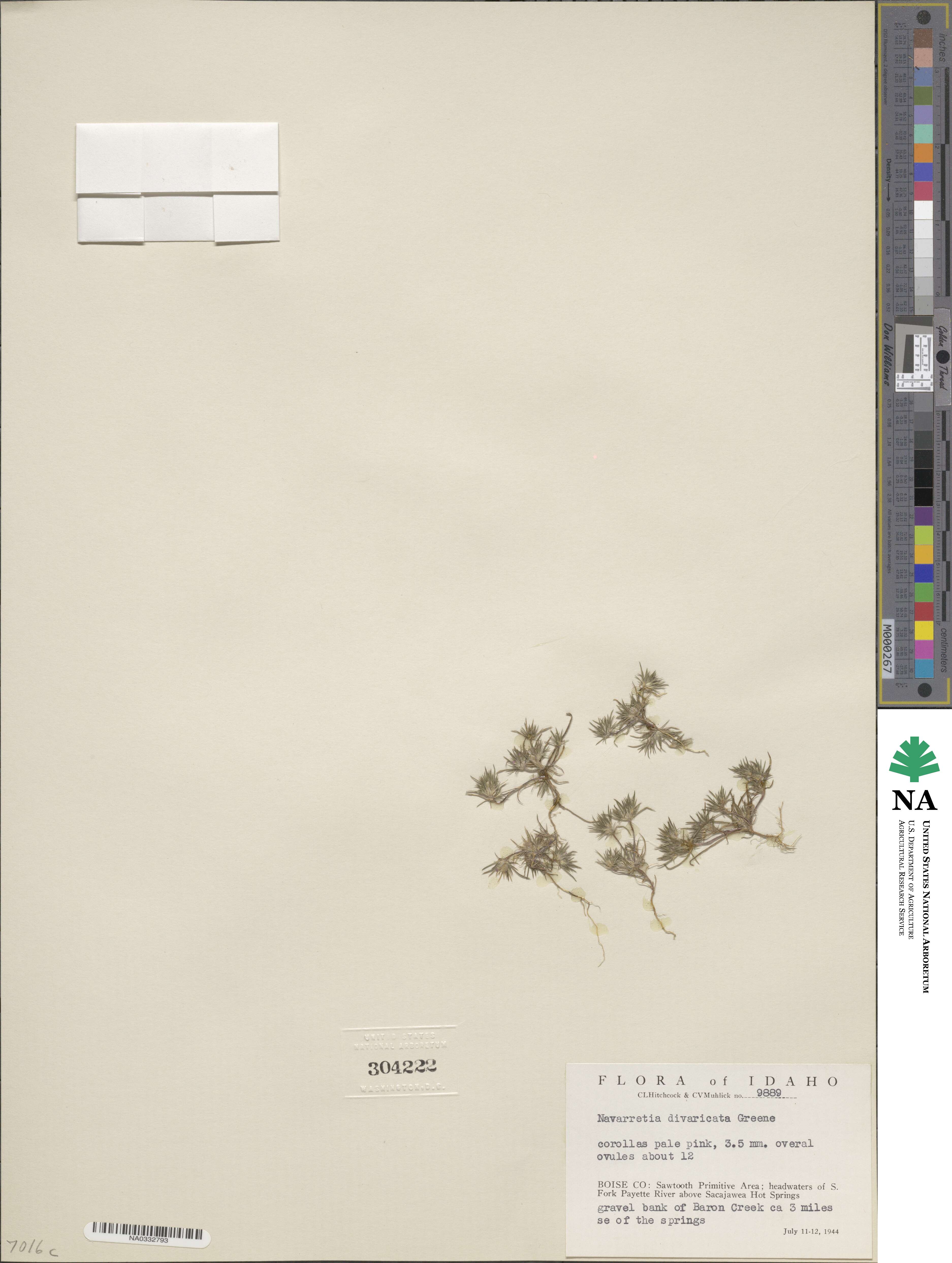 Navarretia divaricata image