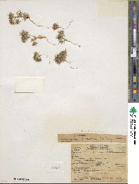 Navarretia breweri image