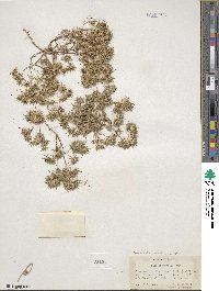 Navarretia breweri image