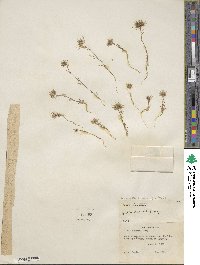 Navarretia breweri image