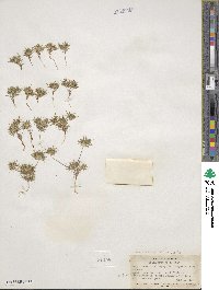 Navarretia breweri image