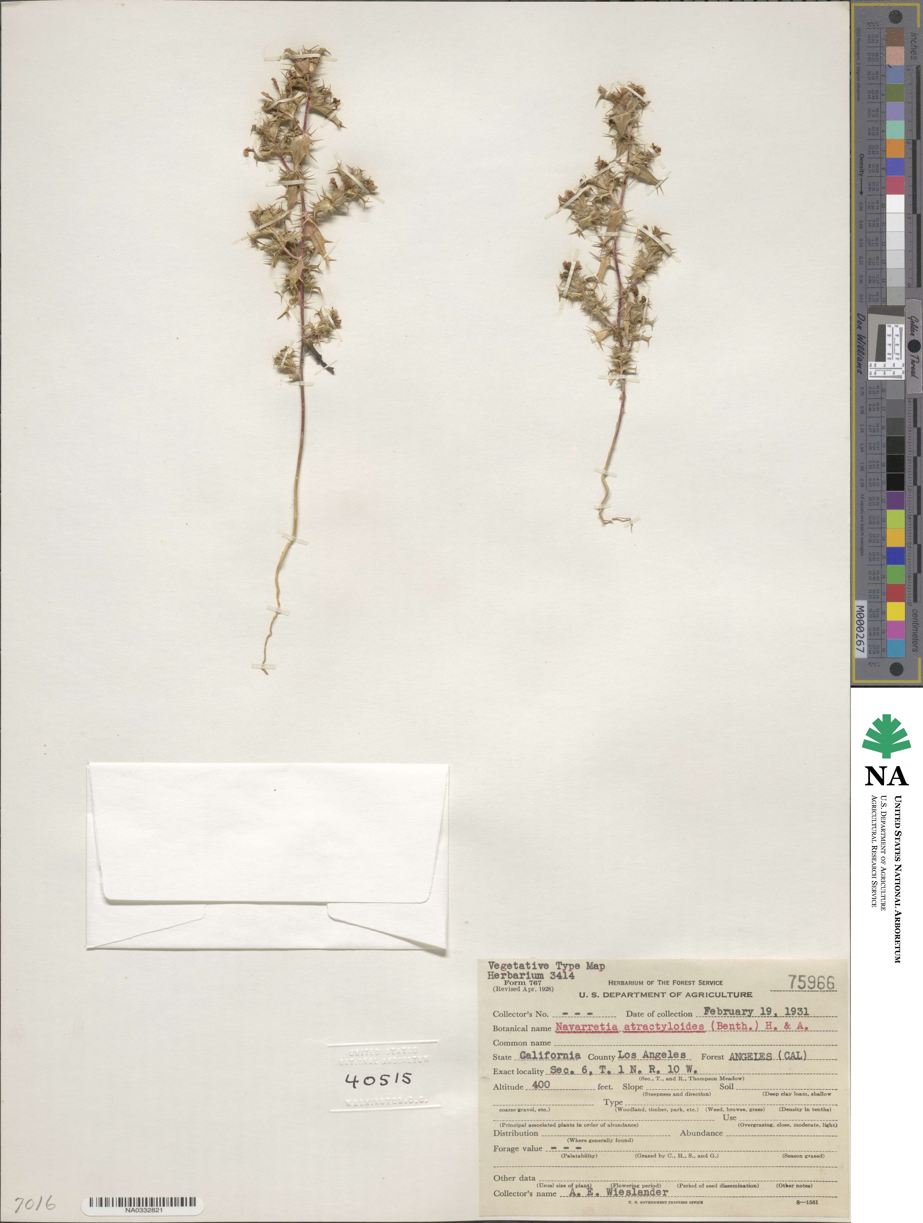 Navarretia atractyloides image