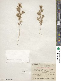 Navarretia atractyloides image