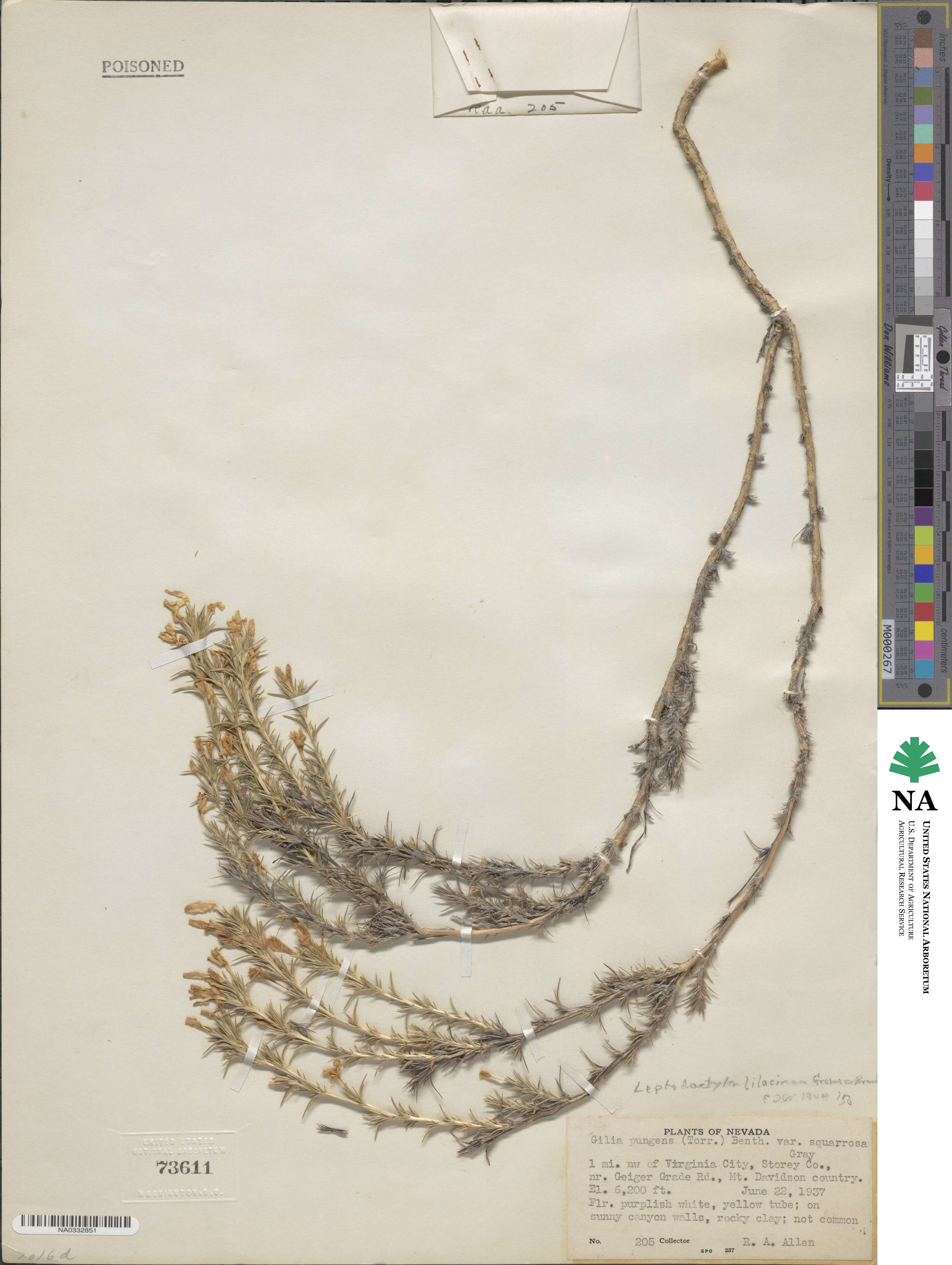 Linanthus pungens image