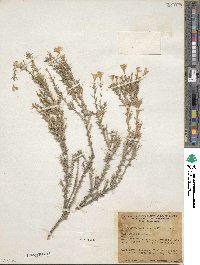 Linanthus pungens subsp. hallii image