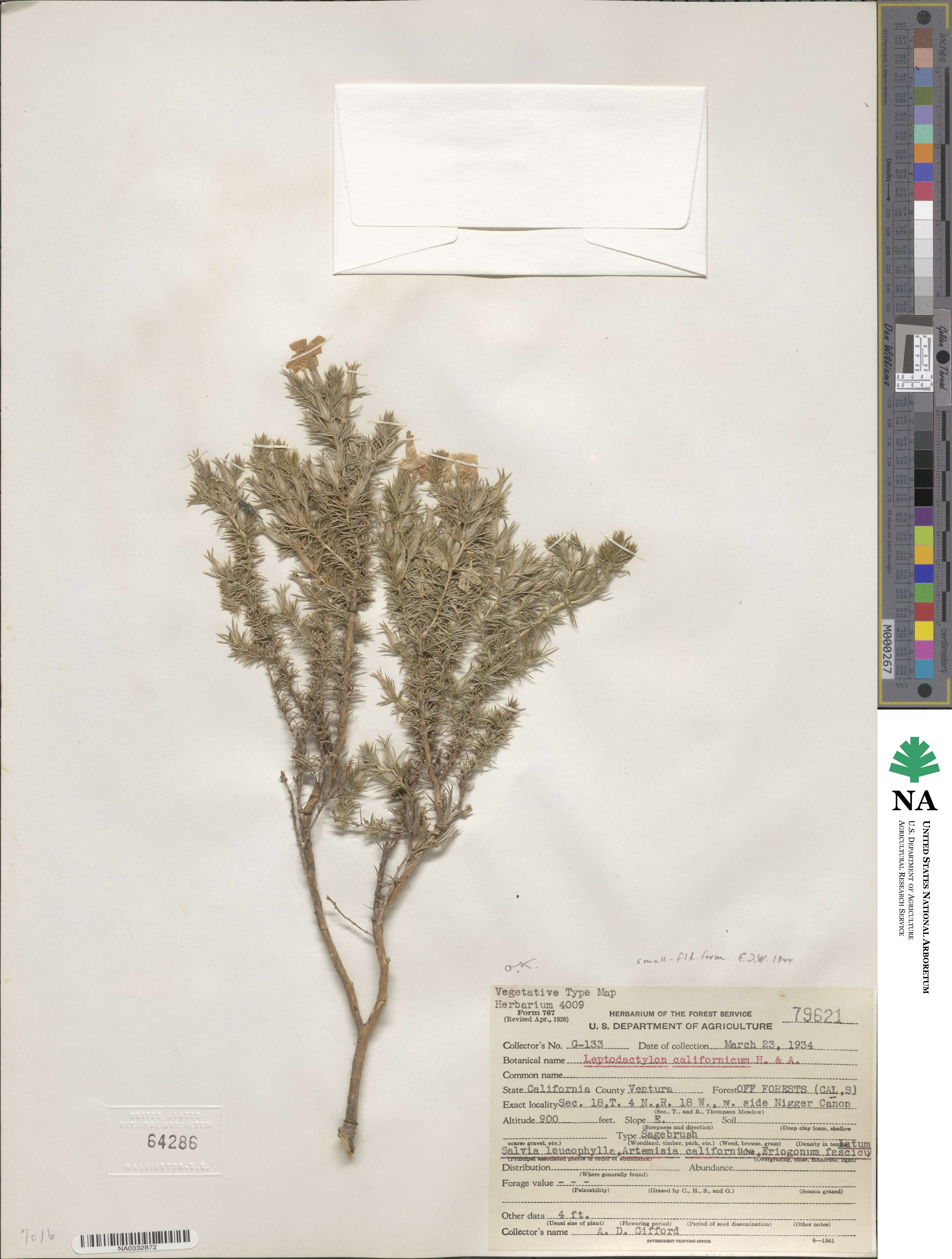 Linanthus californicus subsp. californicus image
