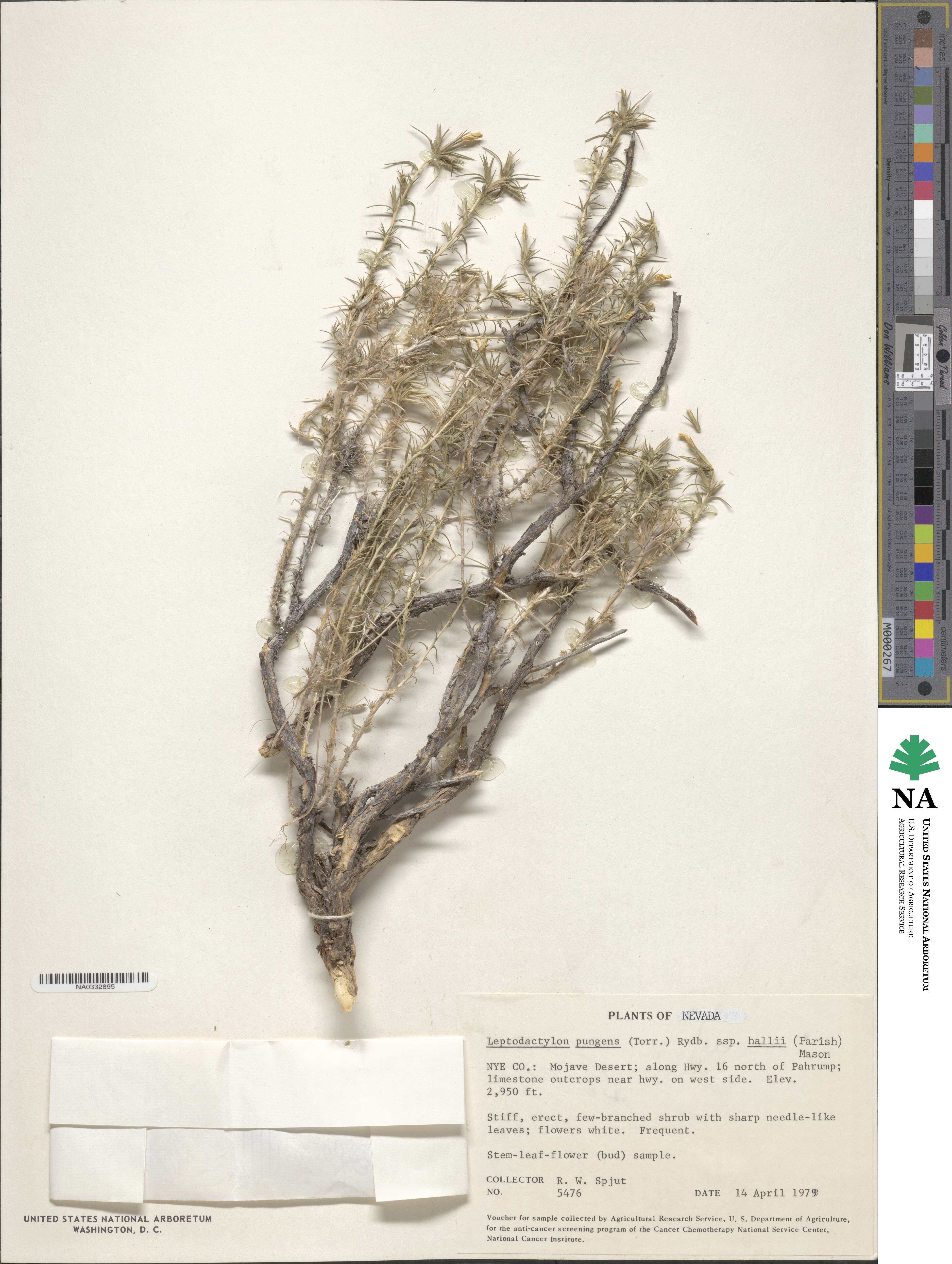 Linanthus pungens subsp. hallii image