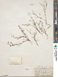 Allophyllum gilioides subsp. violaceum image