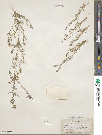 Allophyllum gilioides image