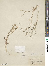 Allophyllum gilioides subsp. violaceum image