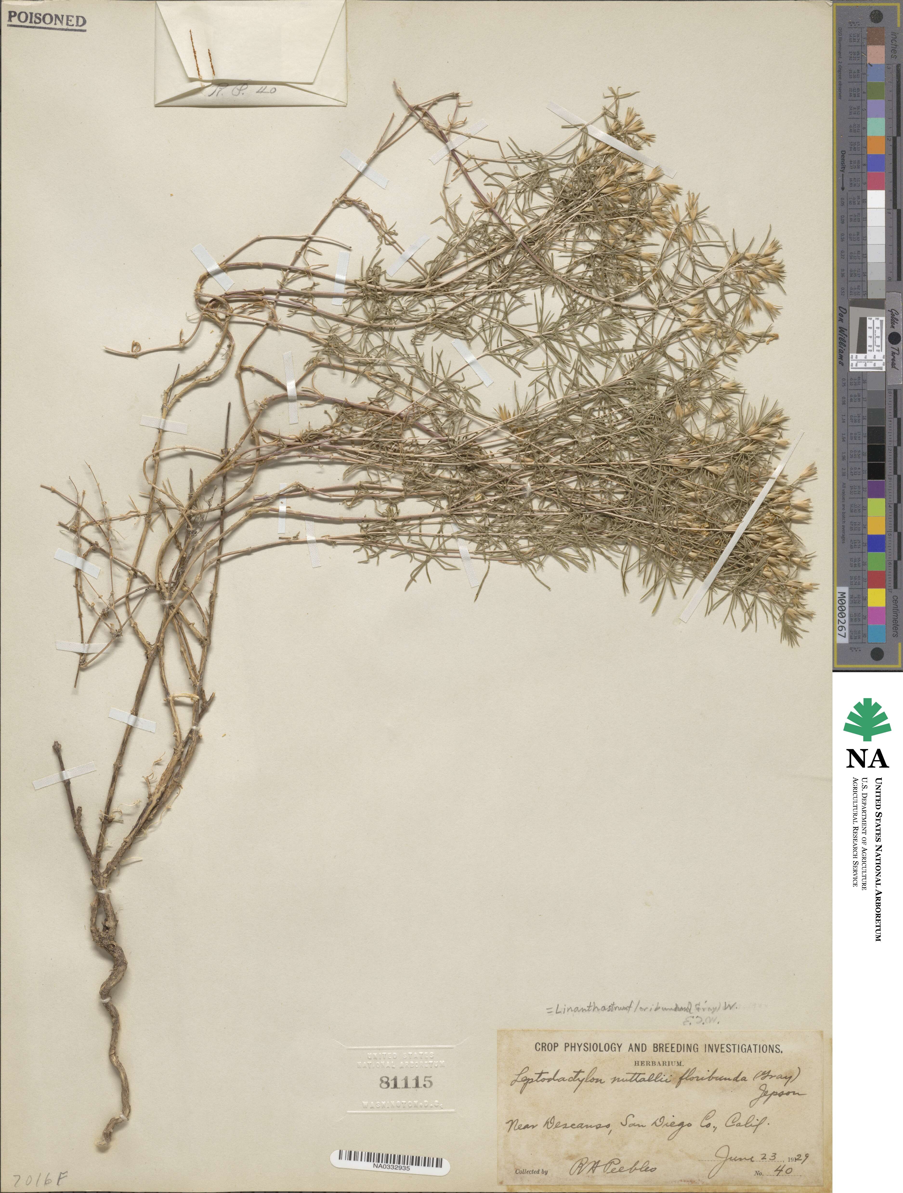 Leptosiphon floribundum subsp. floribundum image