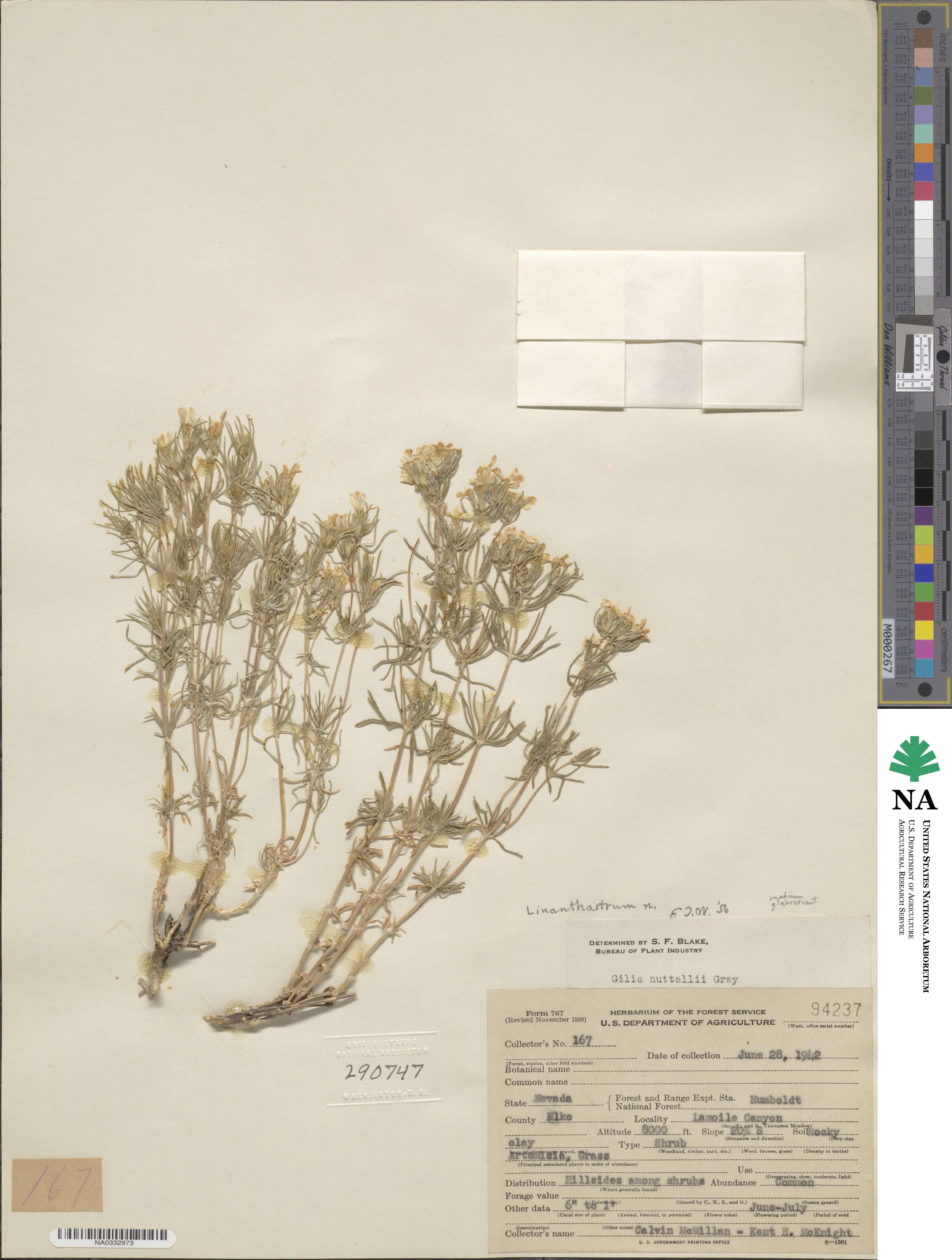 Leptosiphon nuttallii subsp. nuttallii image