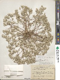 Eriastrum diffusum image