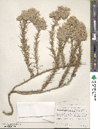 Eriastrum diffusum image