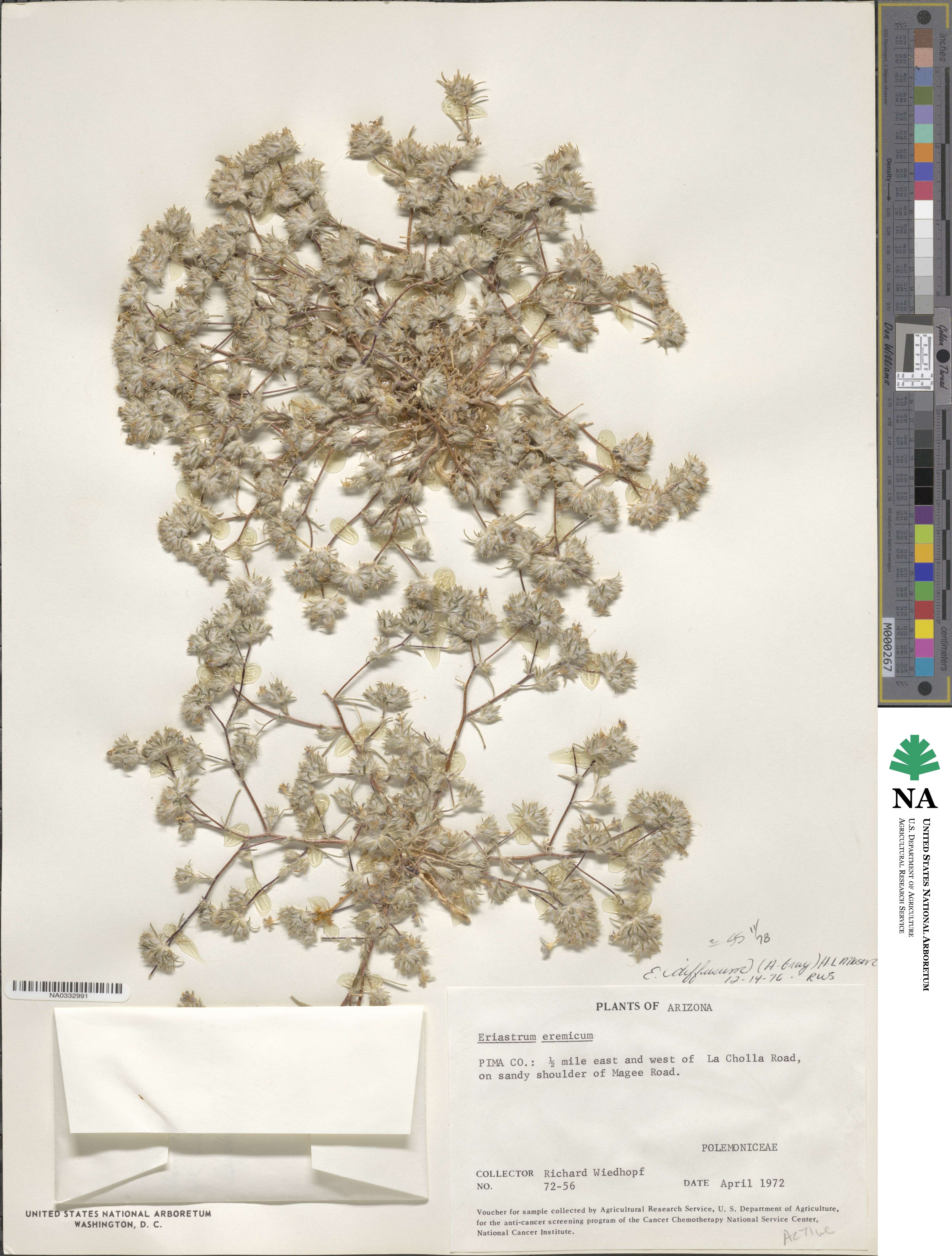 Eriastrum diffusum image