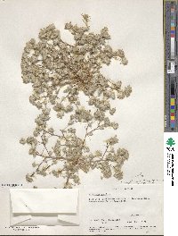 Eriastrum diffusum image