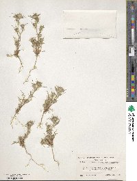 Image of Eriastrum abramsii