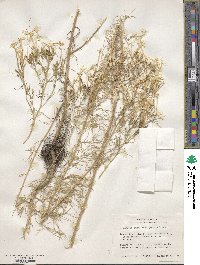 Ipomopsis longiflora image