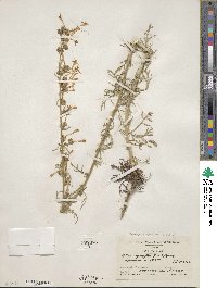 Ipomopsis aggregata image