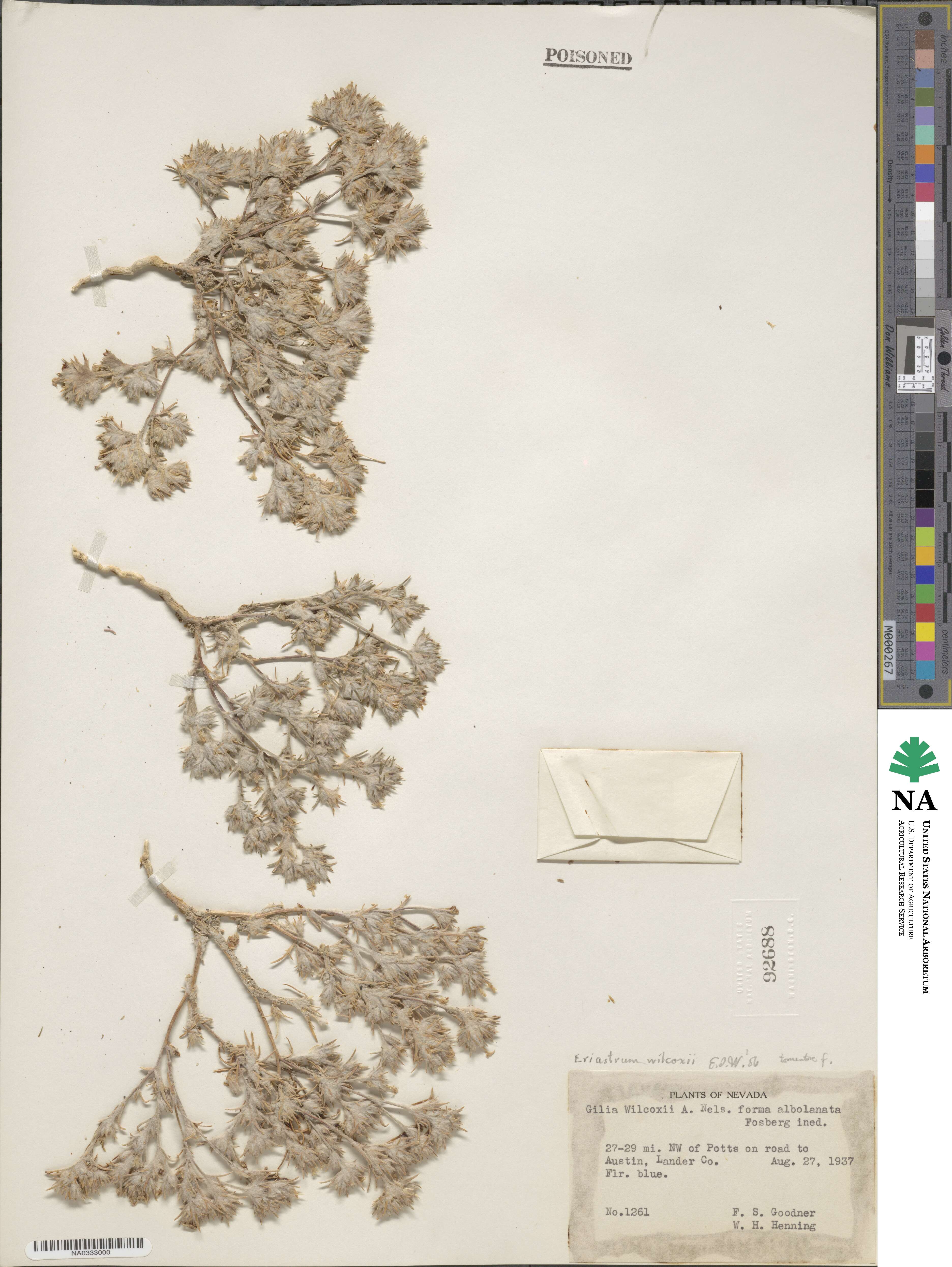 Polemoniaceae image