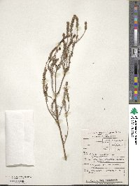 Image of Stilbe ericoides