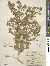 Verbena bipinnatifida var. nepetifolia image