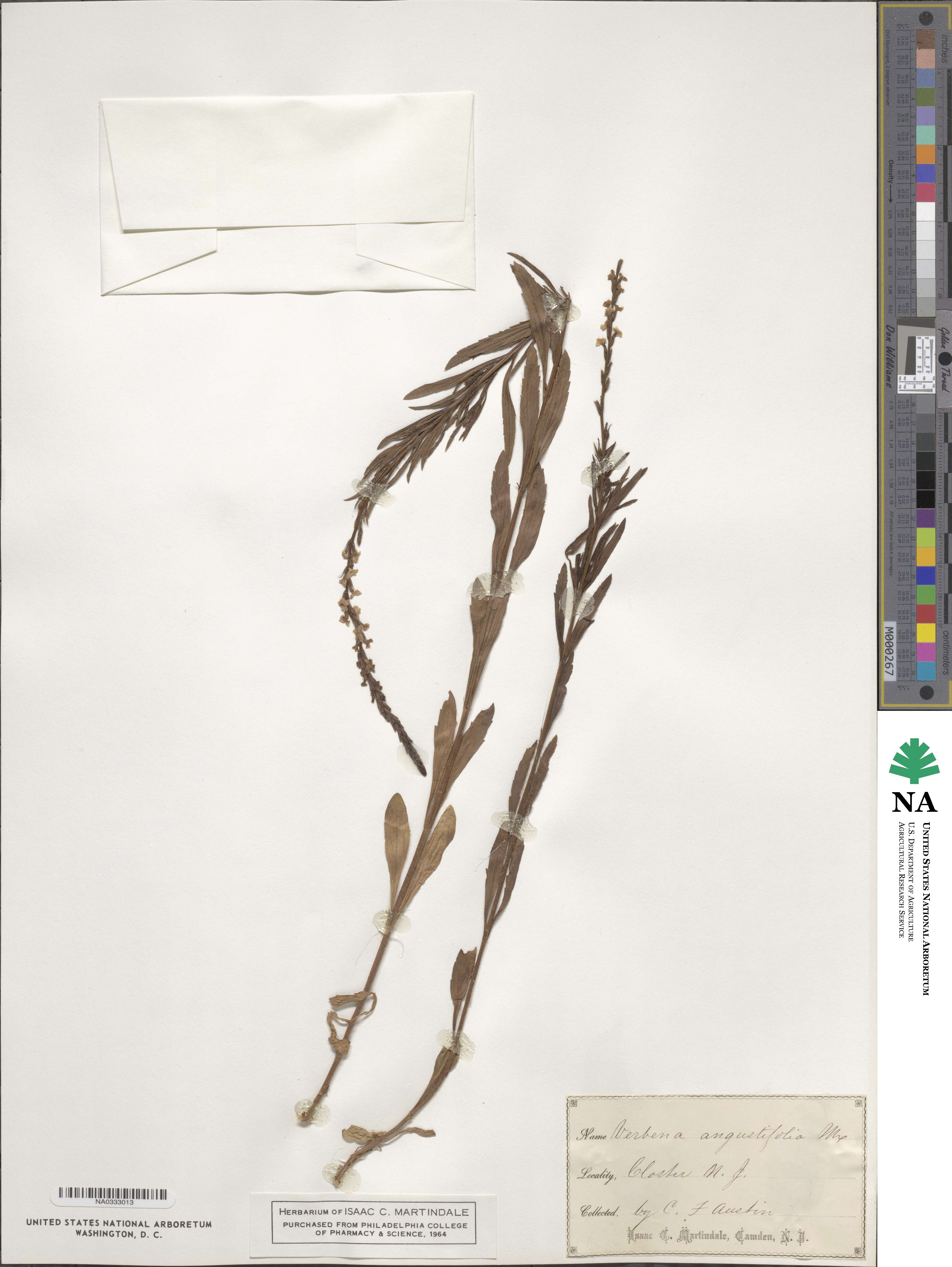 Verbena angustifolia image