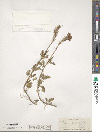 Verbena canadensis image