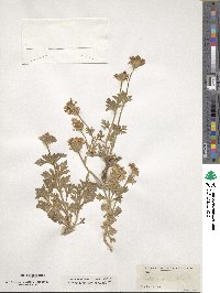 Verbena canadensis image