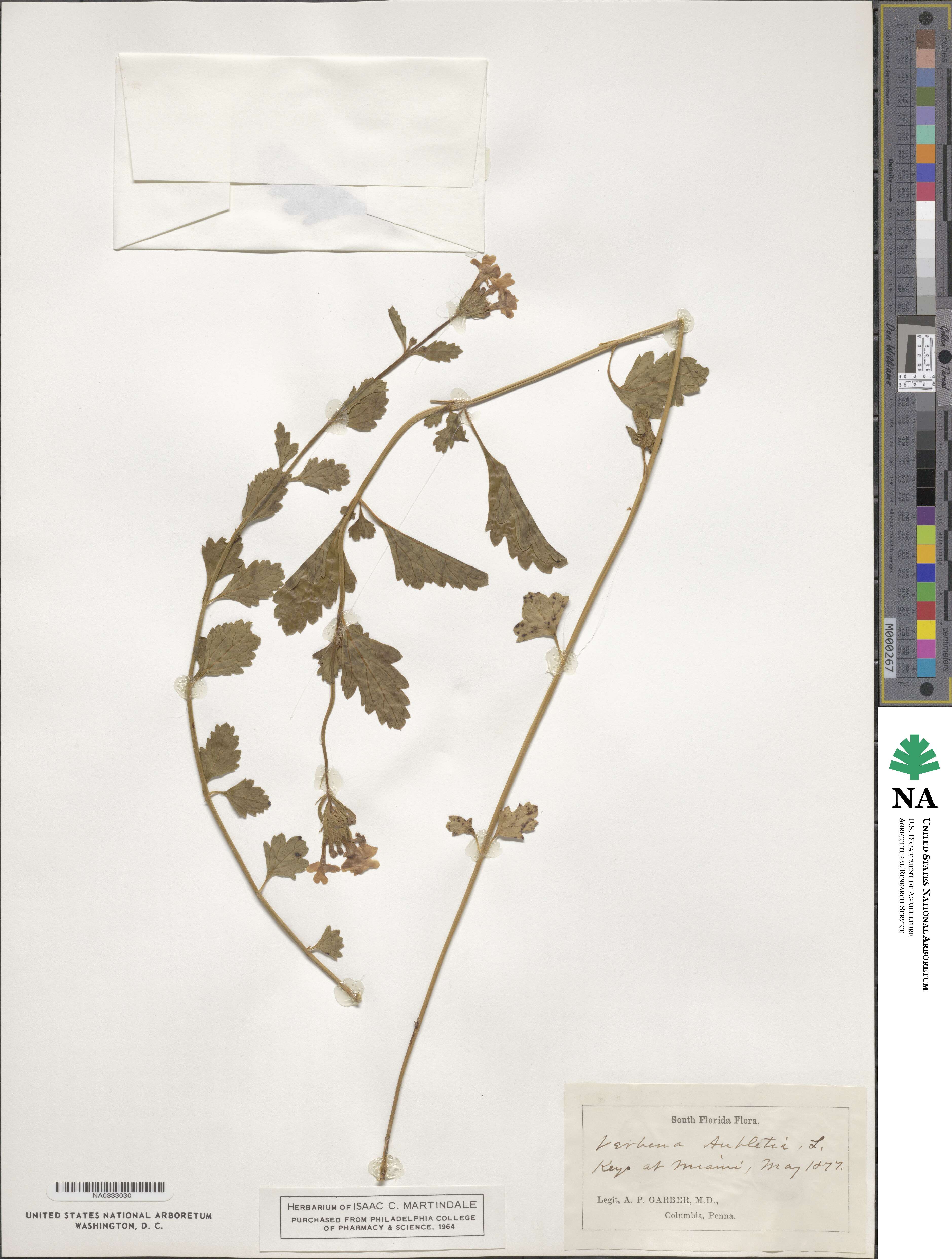 Verbena canadensis image