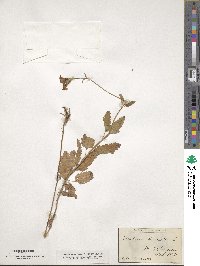 Verbena canadensis image