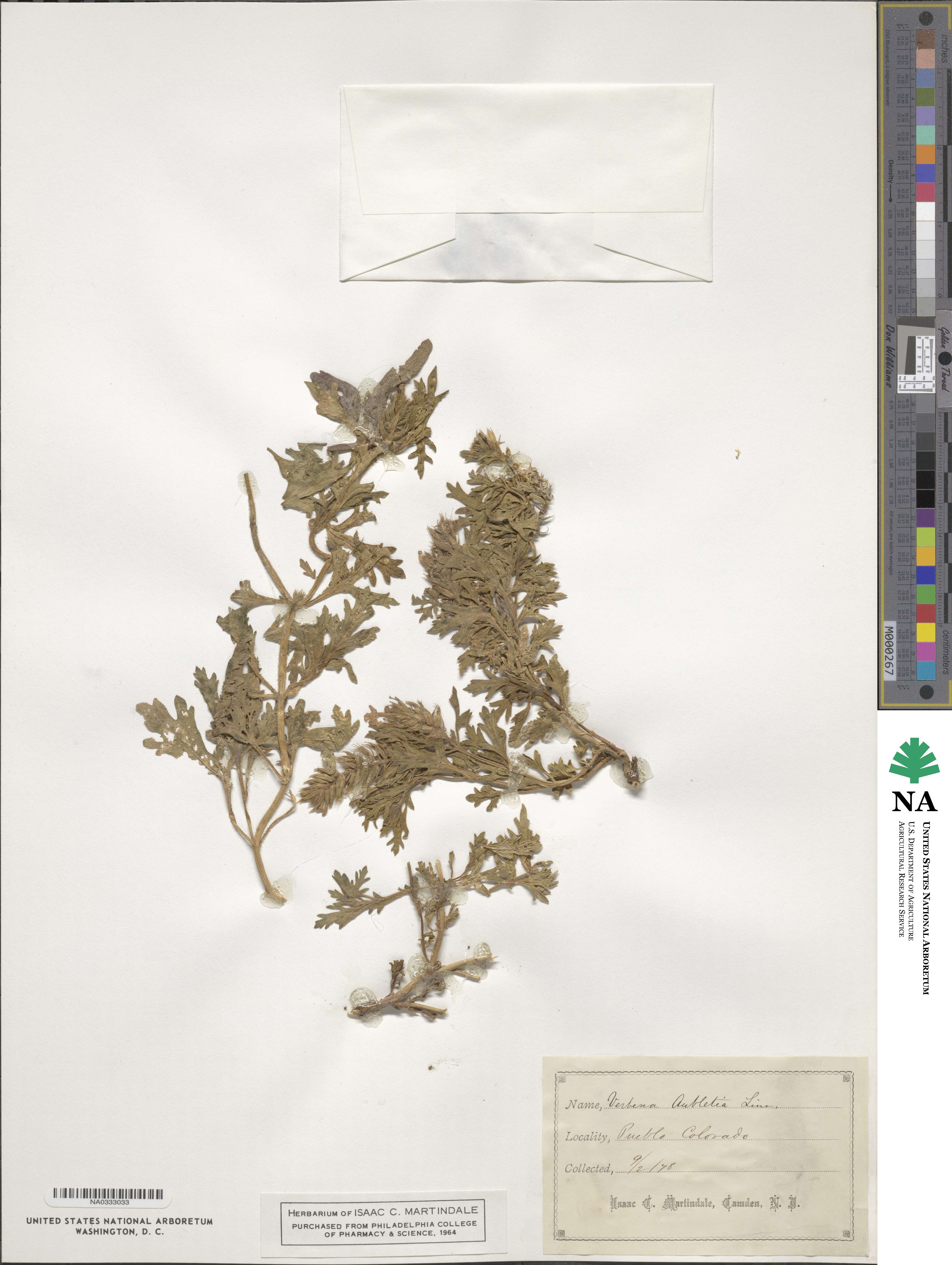 Verbena canadensis image