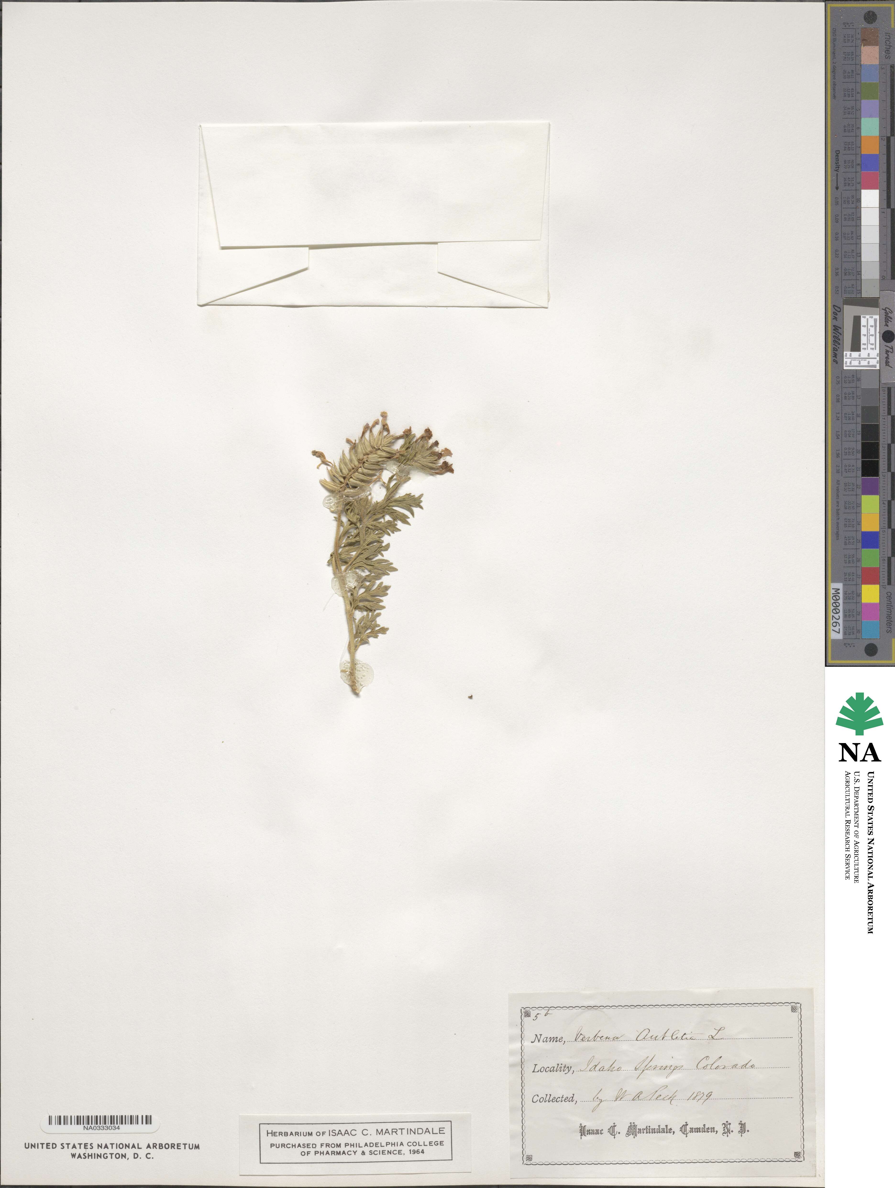 Verbena canadensis image