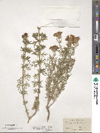 Verbena canadensis image