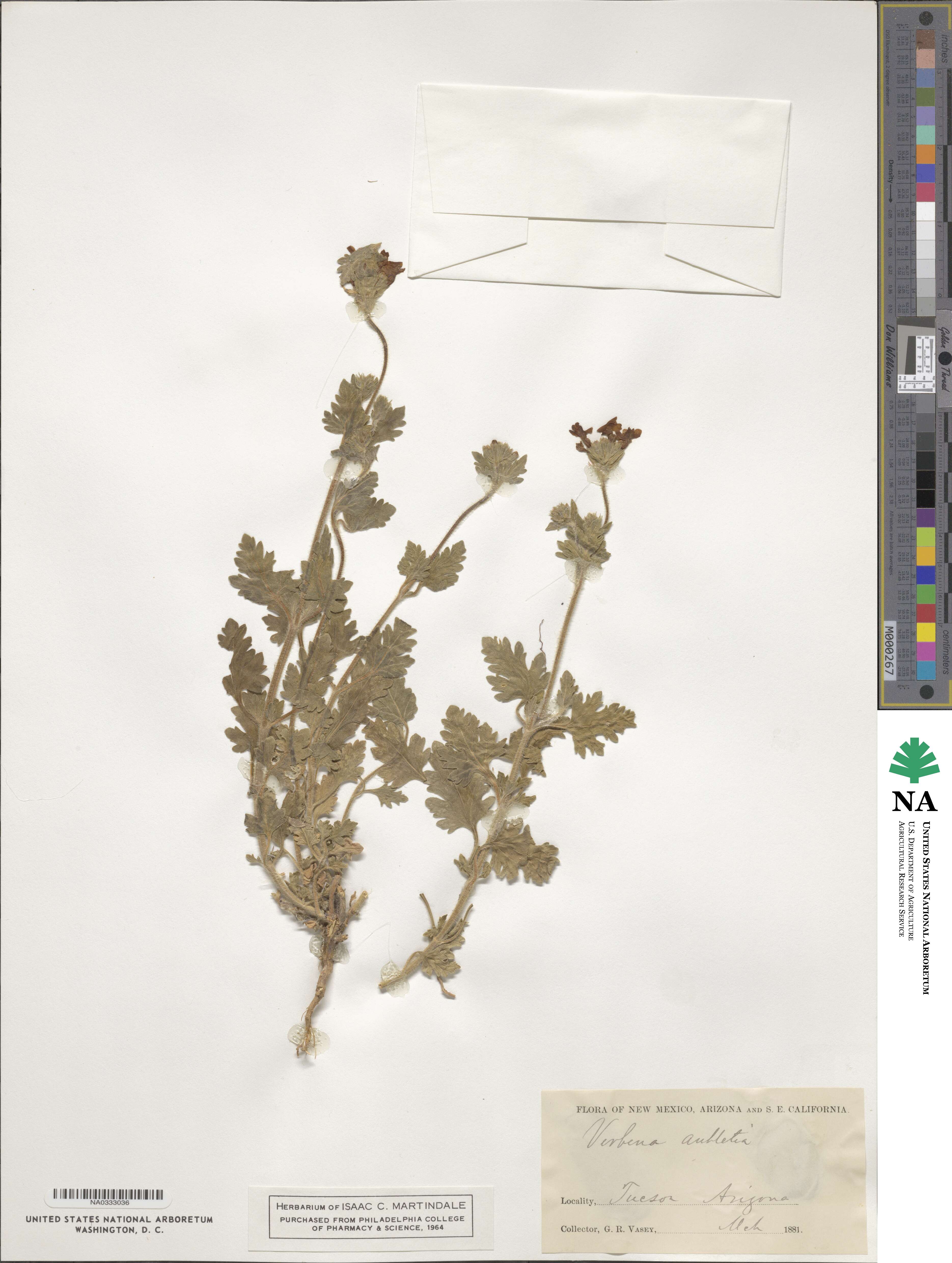 Verbena canadensis image