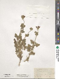 Verbena canadensis image