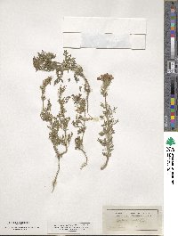 Verbena canadensis image