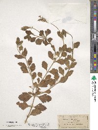 Verbena canadensis image