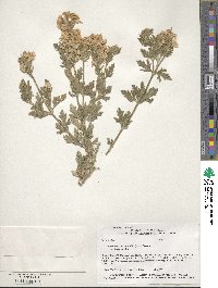 Verbena bipinnatifida image