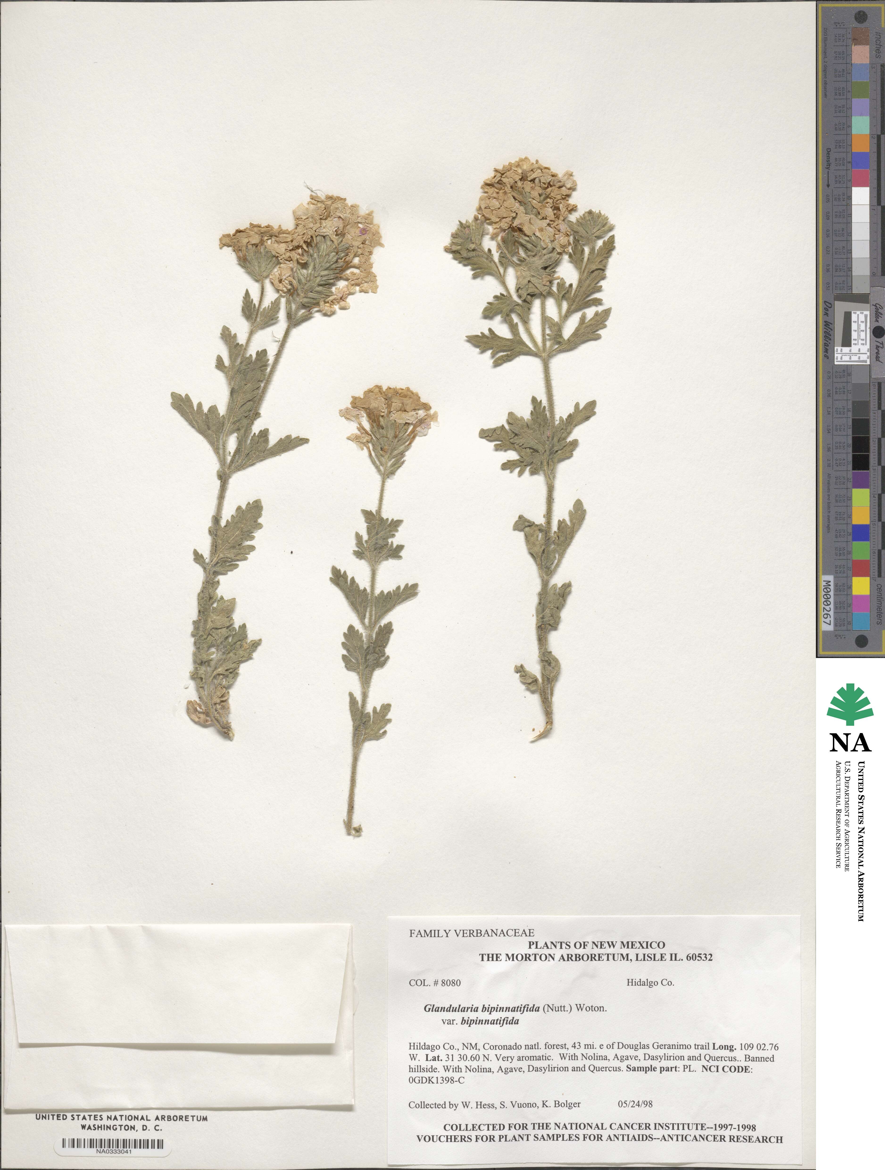 Verbena bipinnatifida image