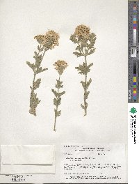 Verbena bipinnatifida image